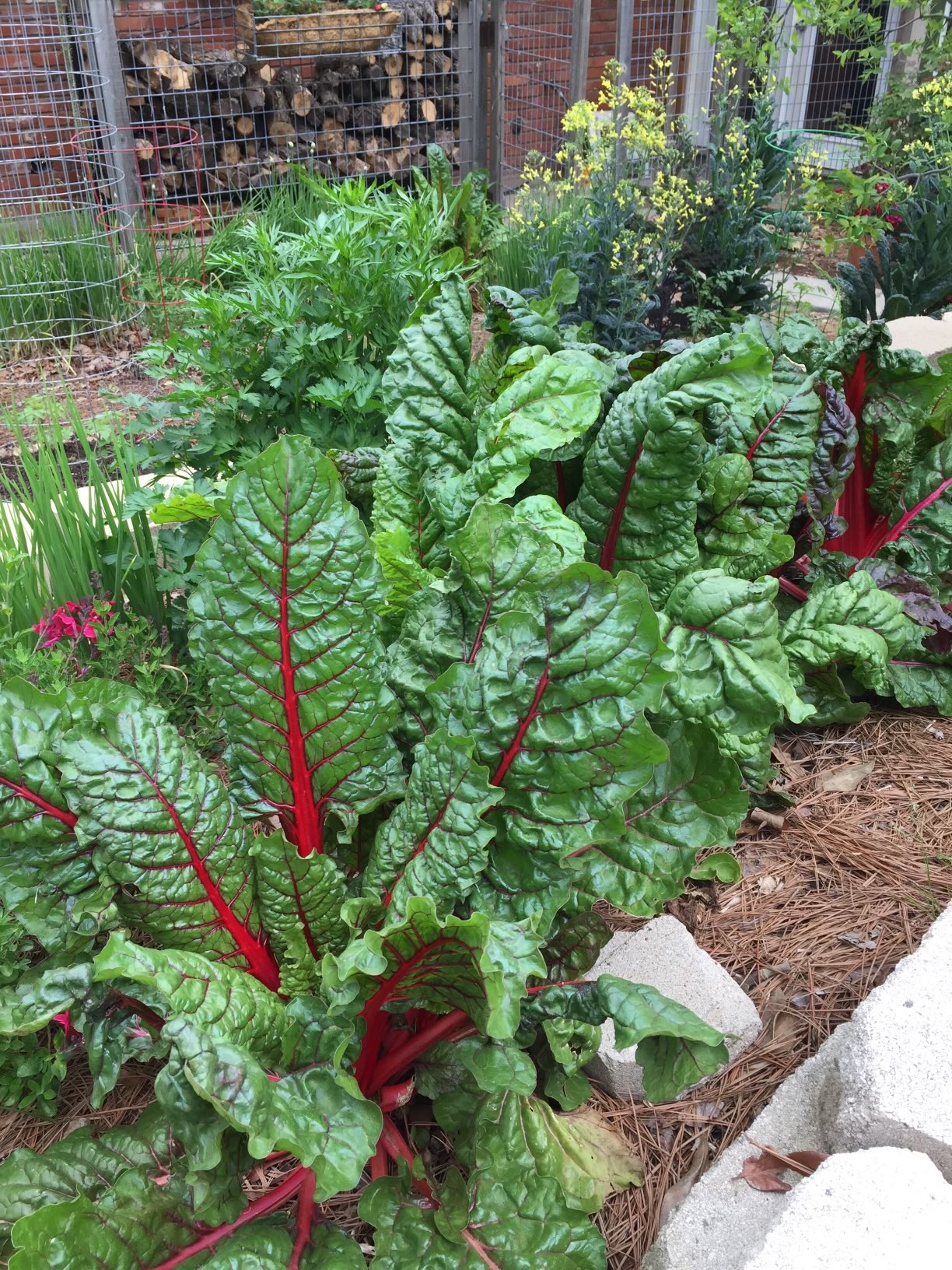 Swiss Chard Variety